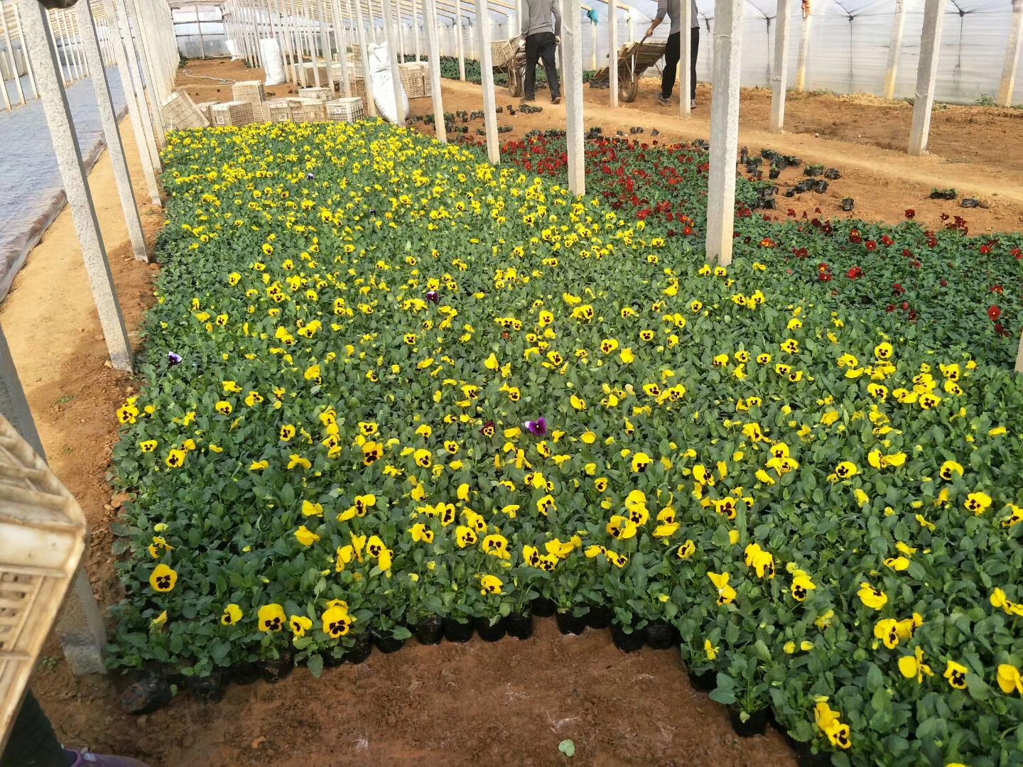 北京歐石竹花苗種植基地