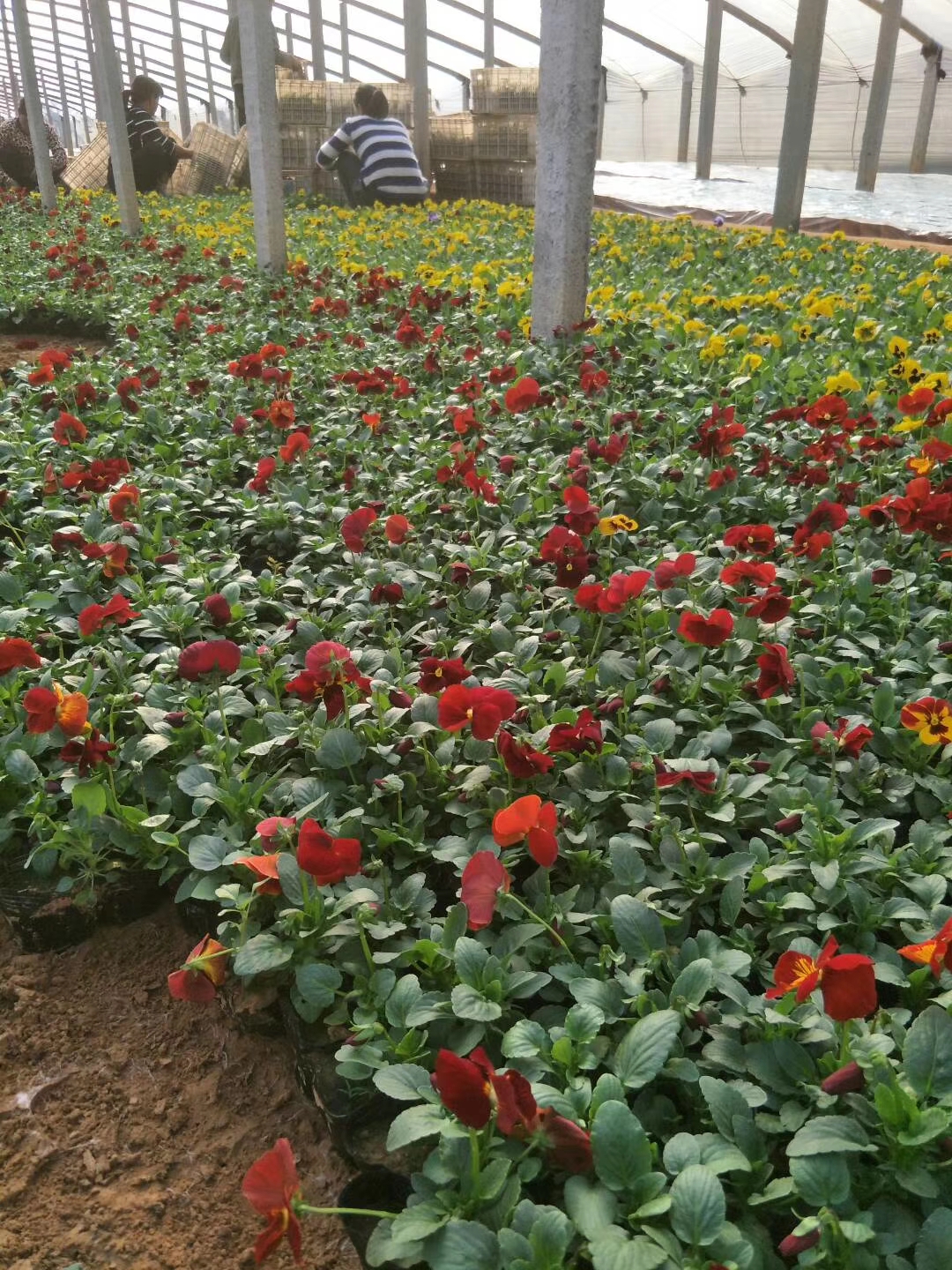 粉黛亂子草草花花海種子