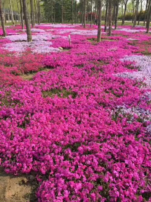 北京歐石竹花苗種植基地
