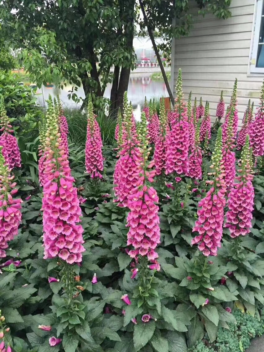 甘肅紅葉波菜花苗種植基地