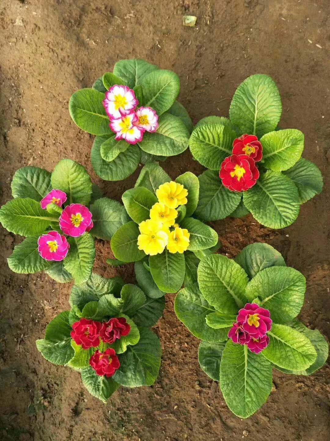 寧夏紫花地丁山東青州草花種植基地花苗種植基地