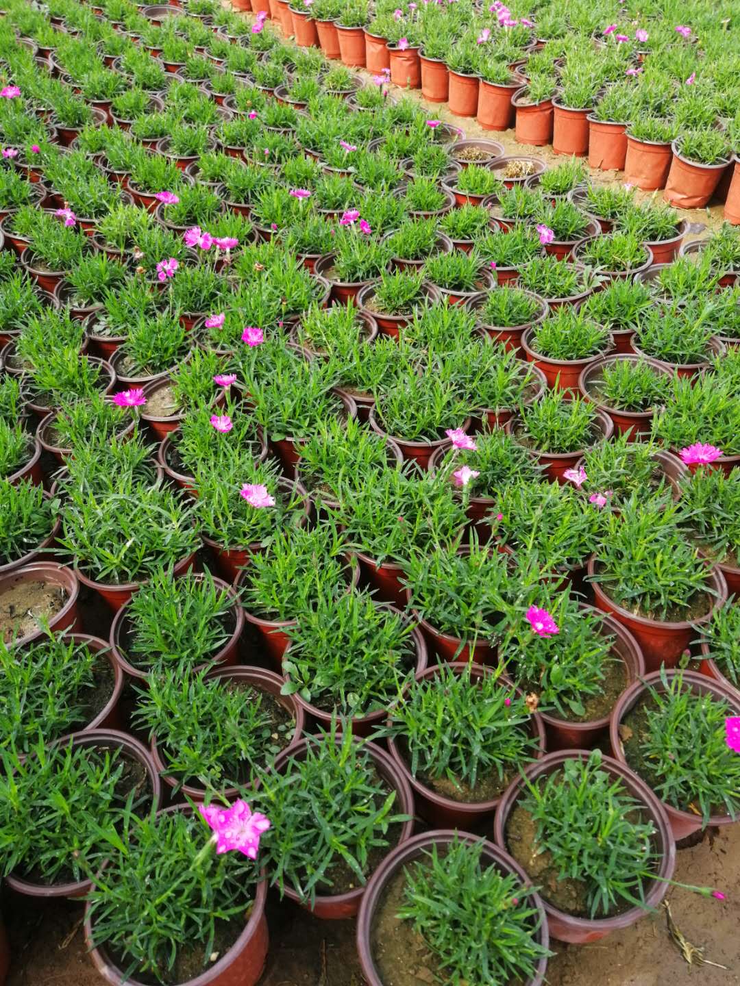 衛(wèi)茅開花效果花海種子