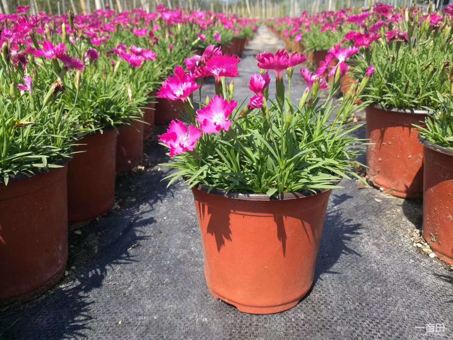 安徽菖蒲花苗種植基地