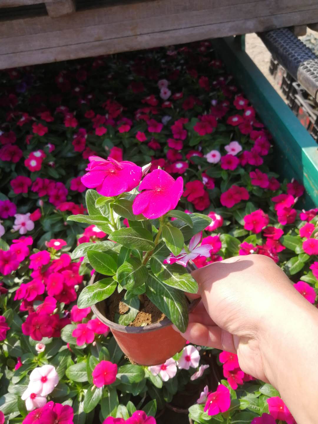 安徽菖蒲花苗種植基地