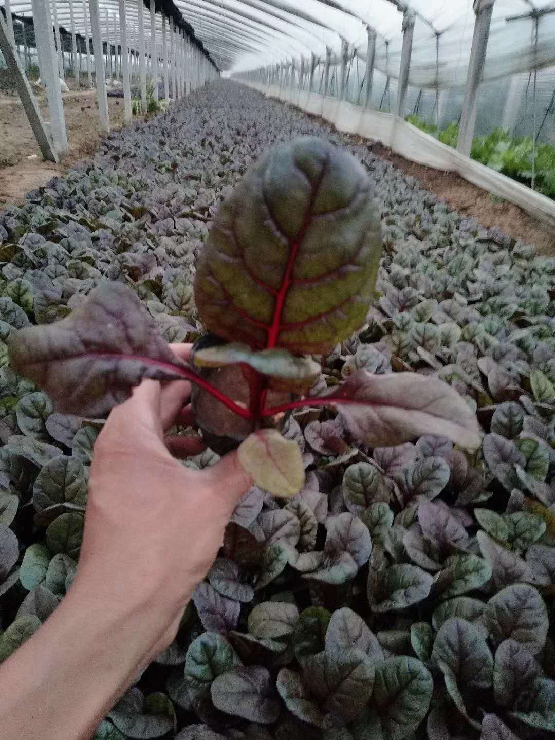 寧夏太陽花花苗種植基地