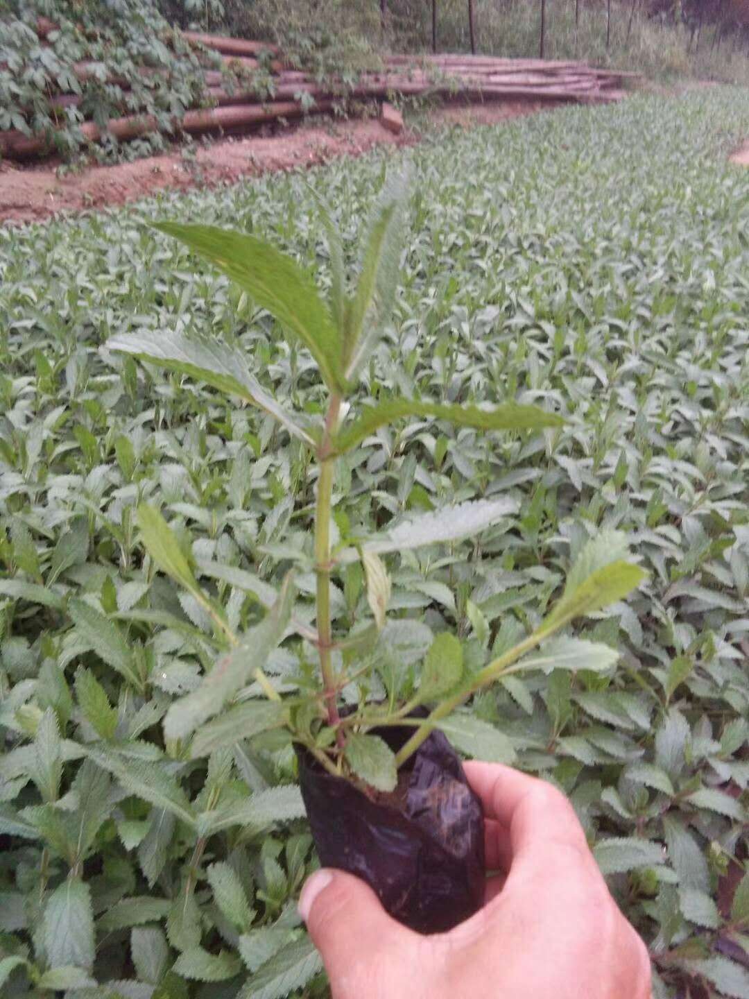 湖北紅葉小檗花苗種植基地