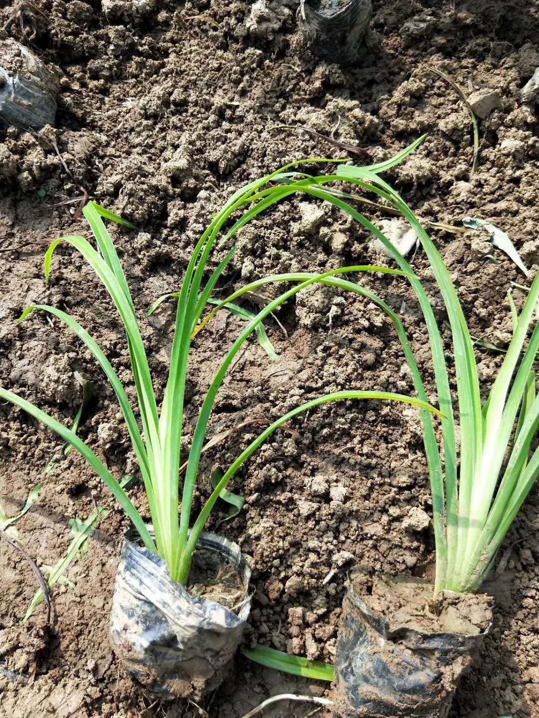 北京時(shí)令草花花苗種植基地