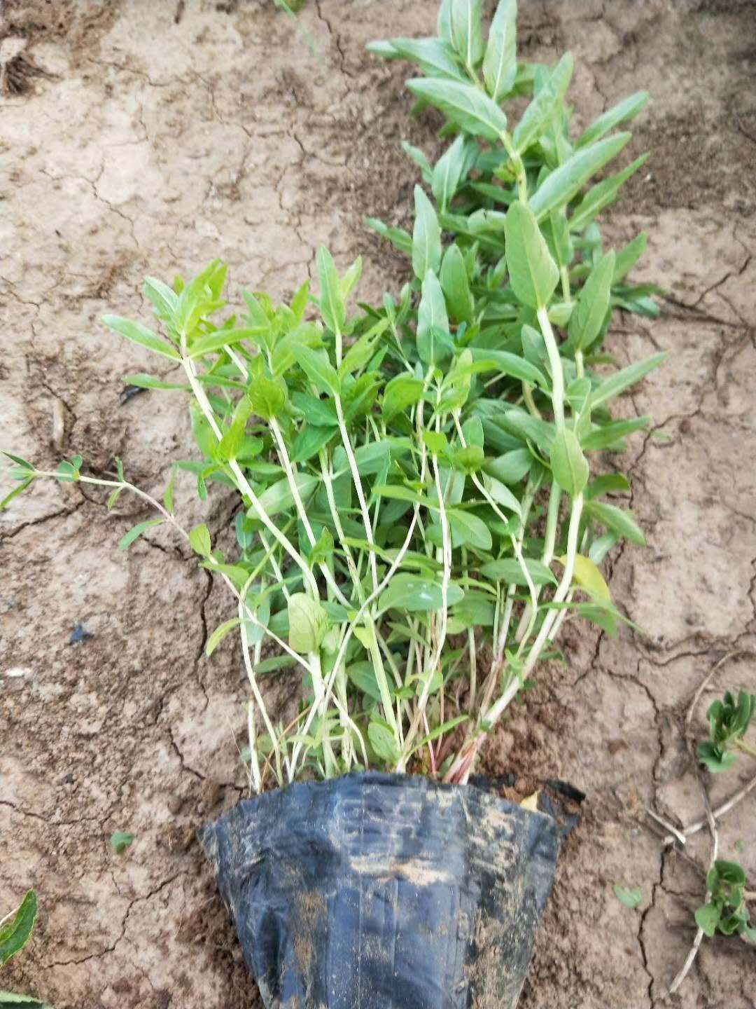 安徽萬壽菊花苗種植基地