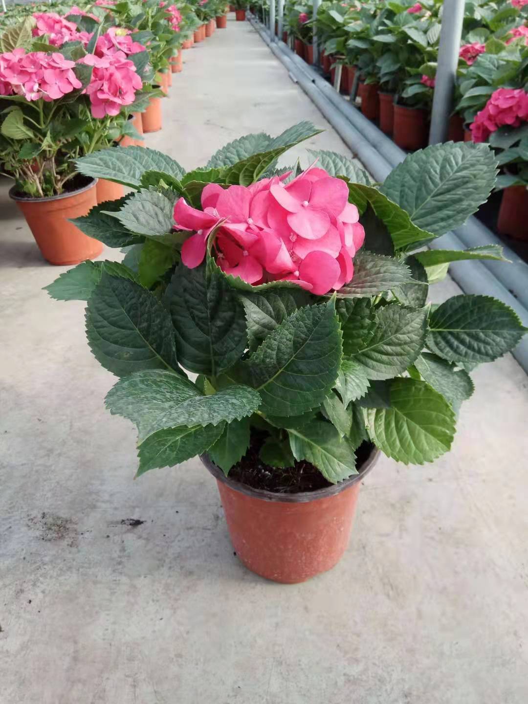 寧夏太陽花花苗種植基地