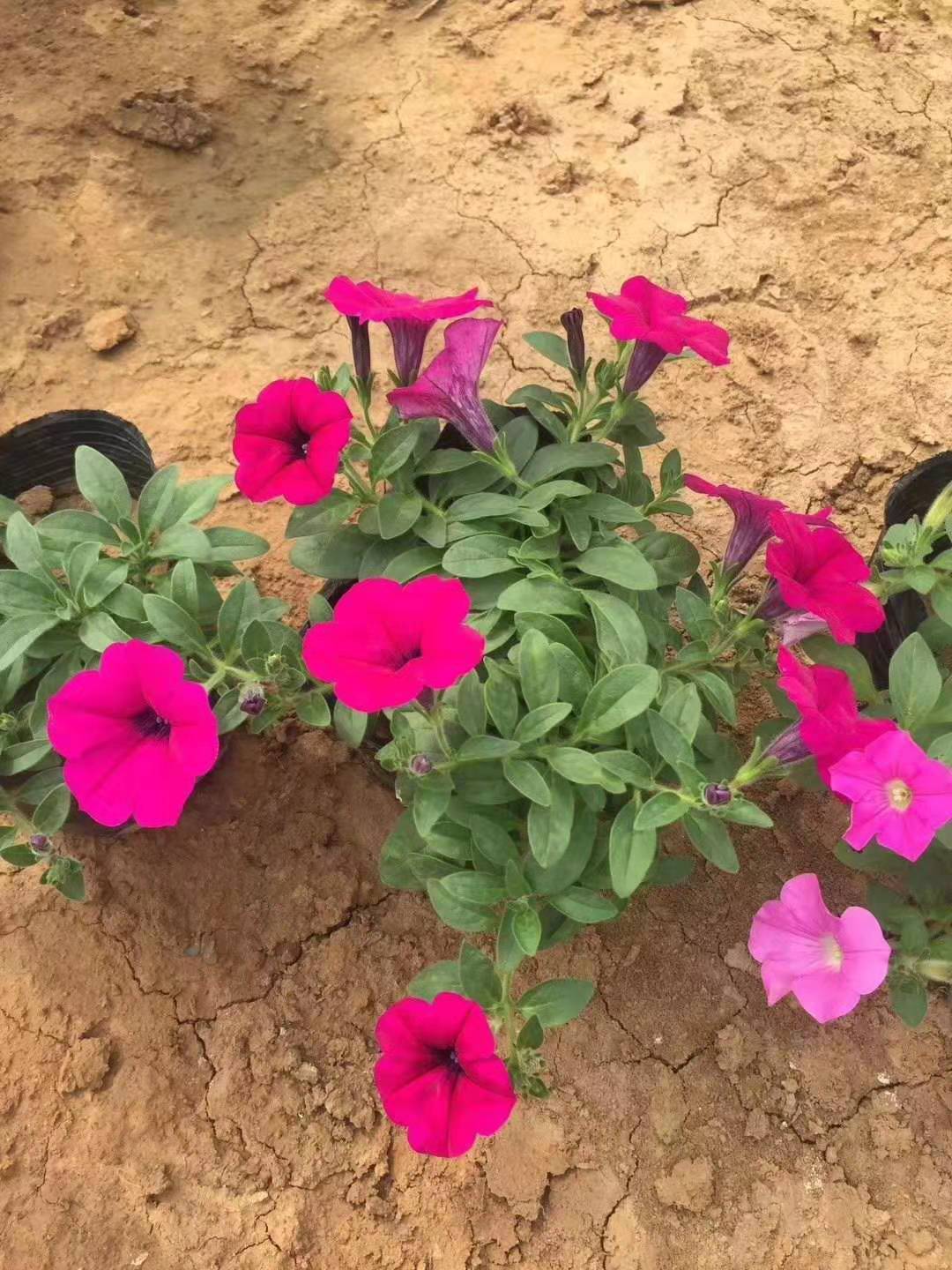 安徽萬壽菊花苗種植基地