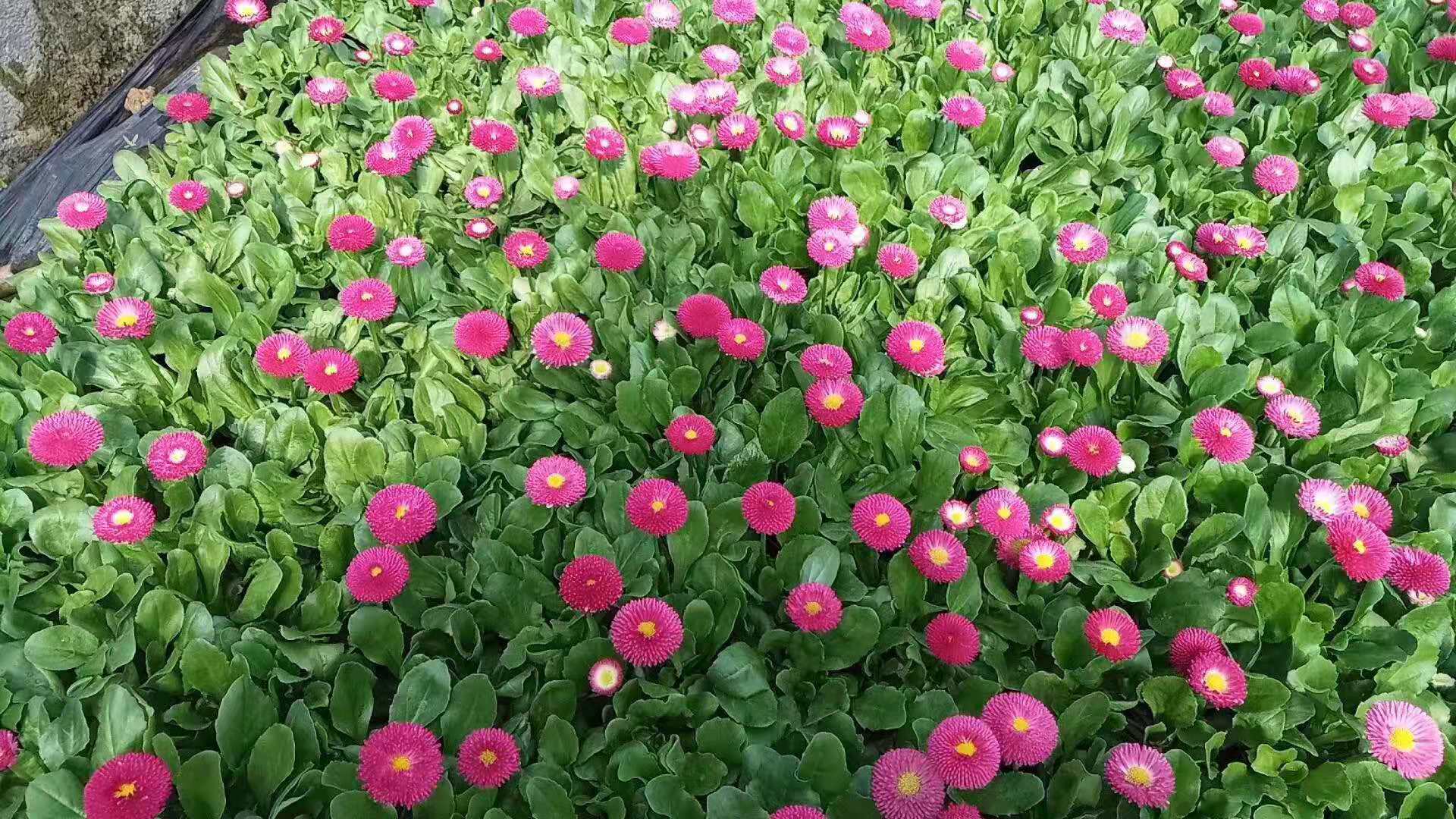 安徽菖蒲花苗種植基地