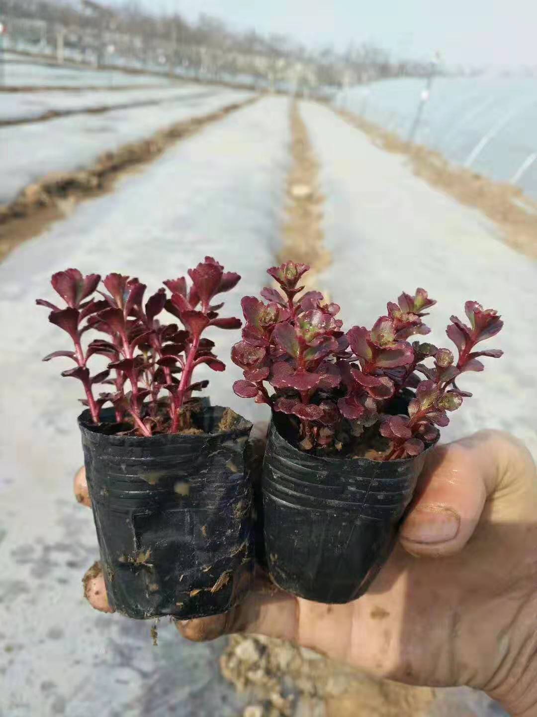 寧夏太陽花花苗種植基地