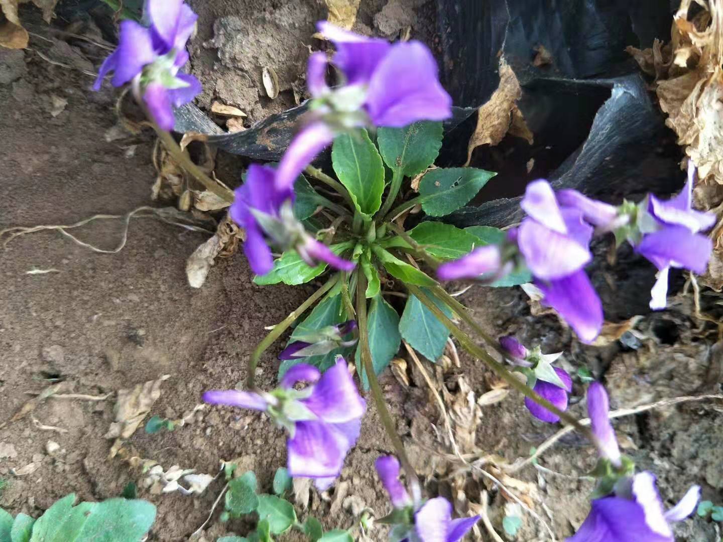 安徽萬壽菊花苗種植基地