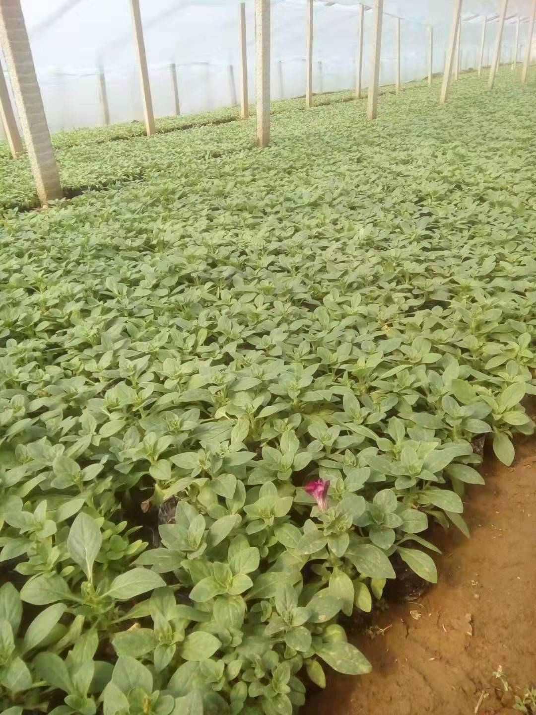 河北品種月季花苗種植基地
