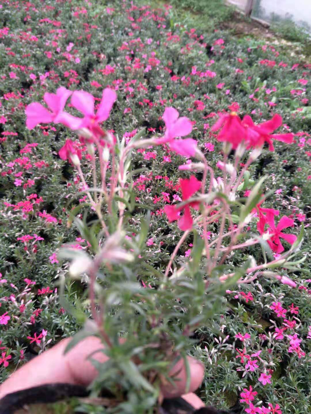 寧夏叢生福祿考花苗種植基地