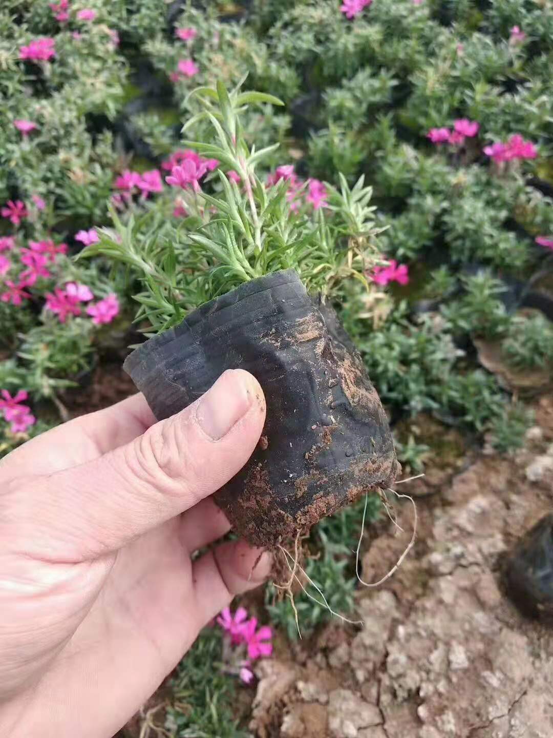 寧夏太陽花花苗種植基地