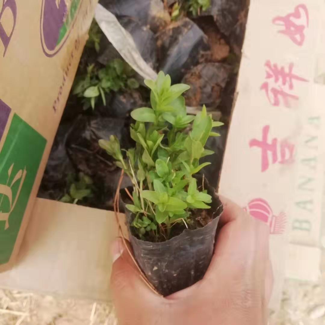 湖北芝櫻花苗種植基地
