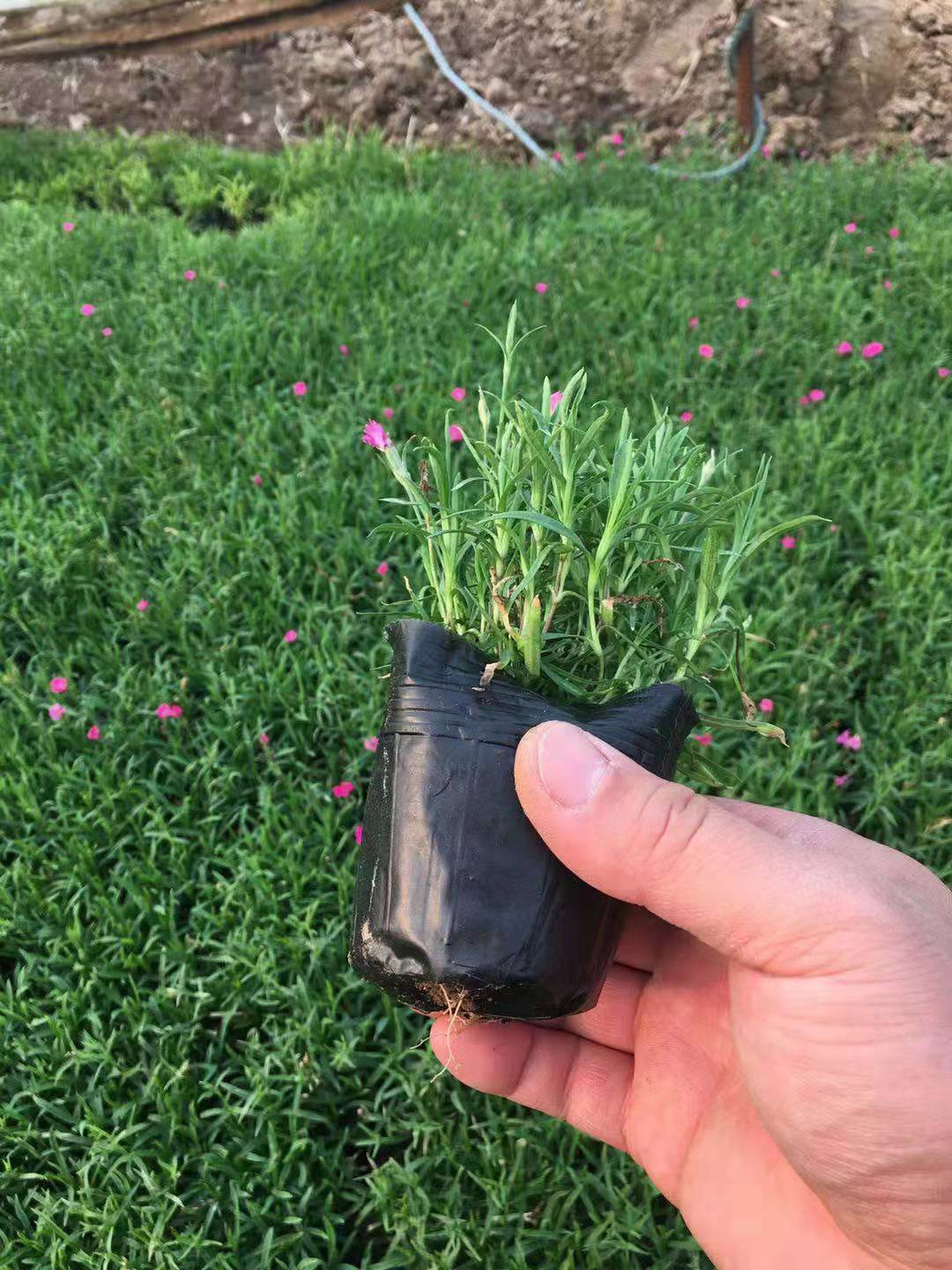 河北品種月季花苗種植基地