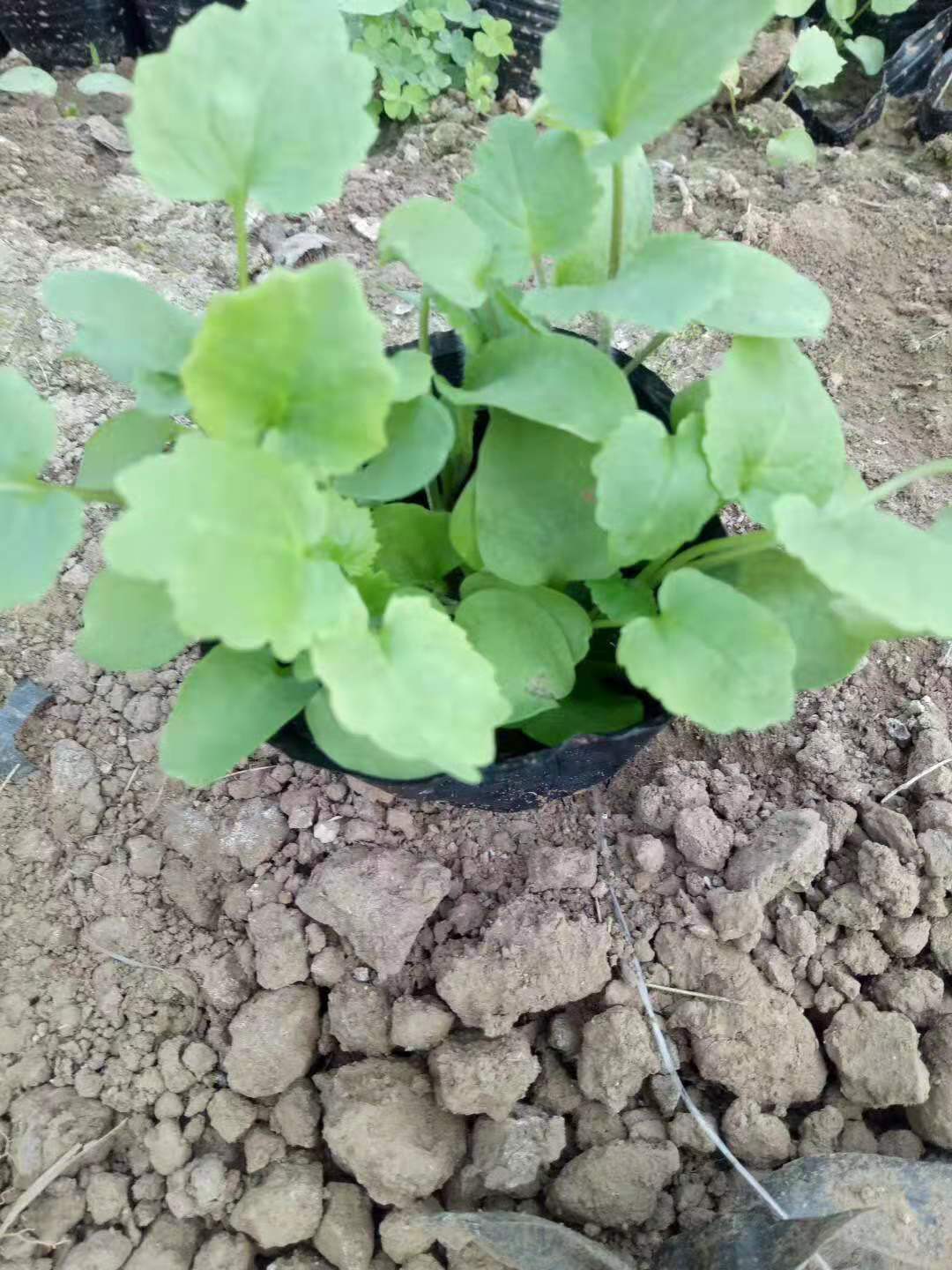 北京時(shí)令草花花苗種植基地