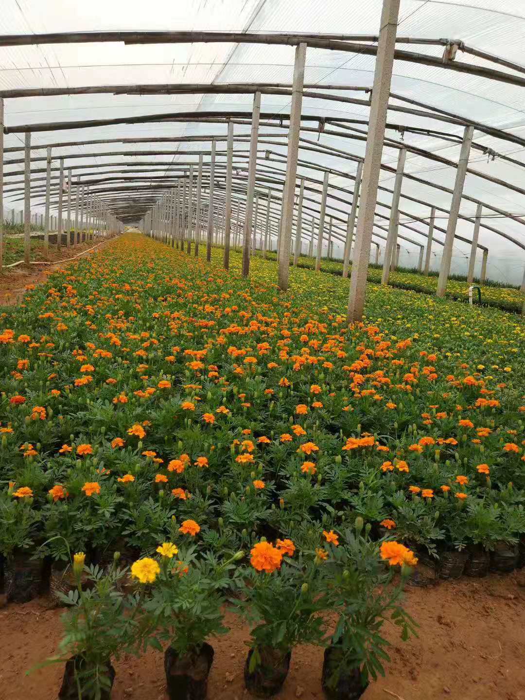 北京歐石竹花苗種植基地