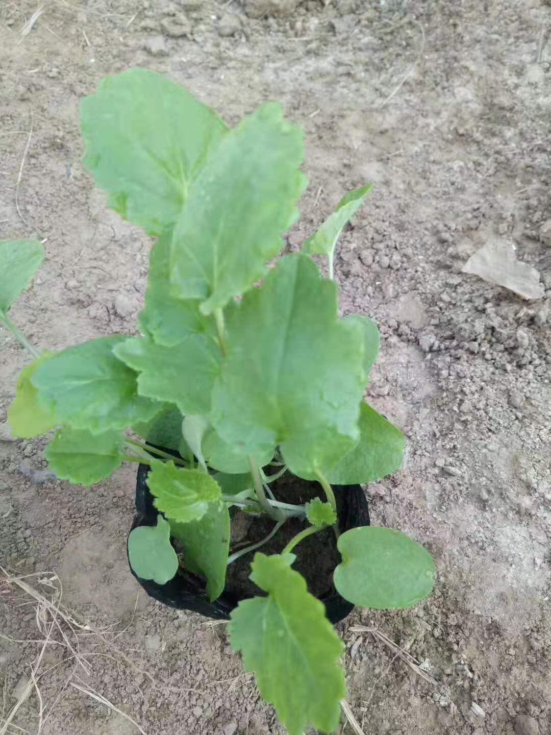 北京歐石竹花苗種植基地