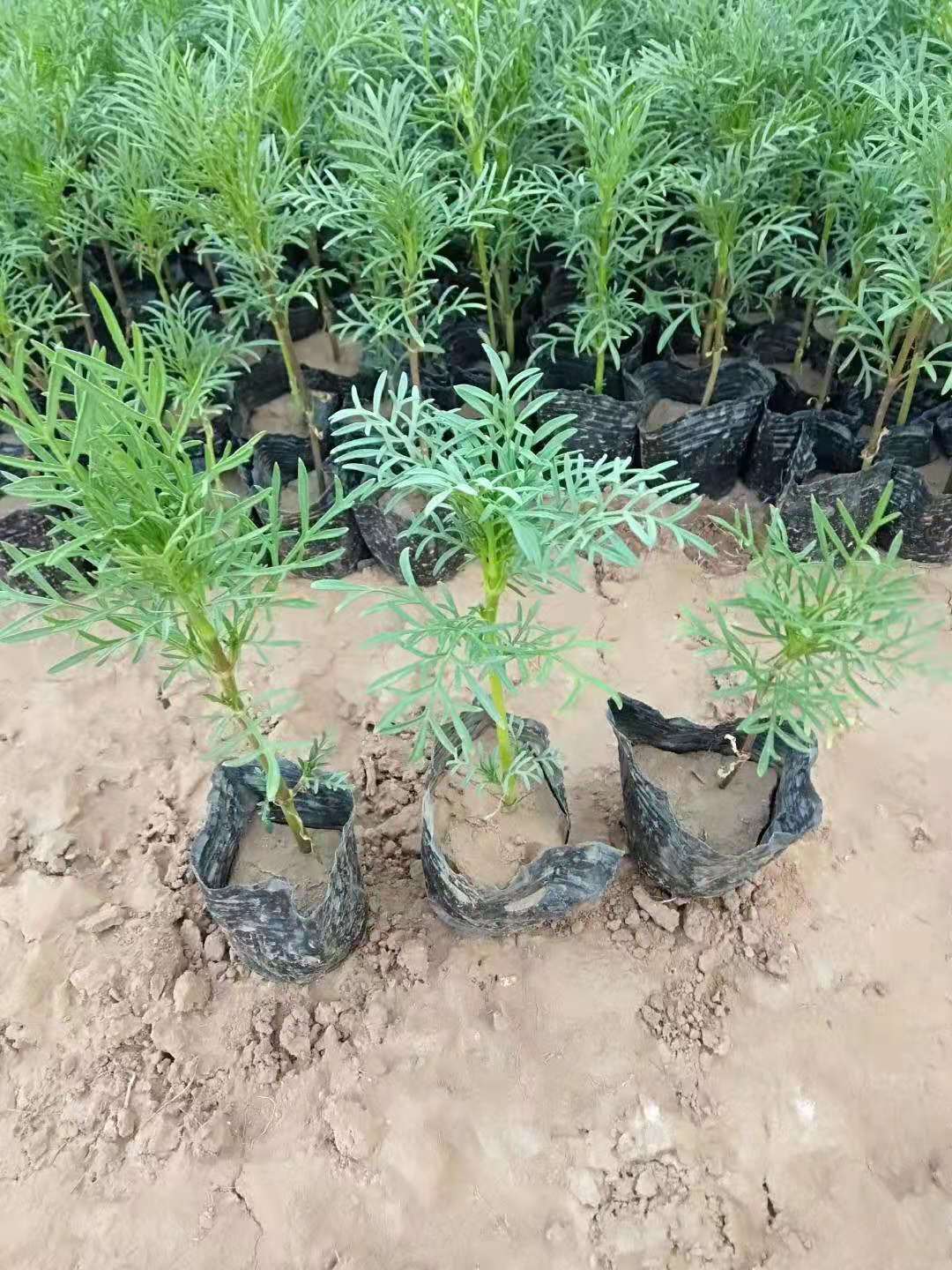 寧夏太陽花花苗種植基地