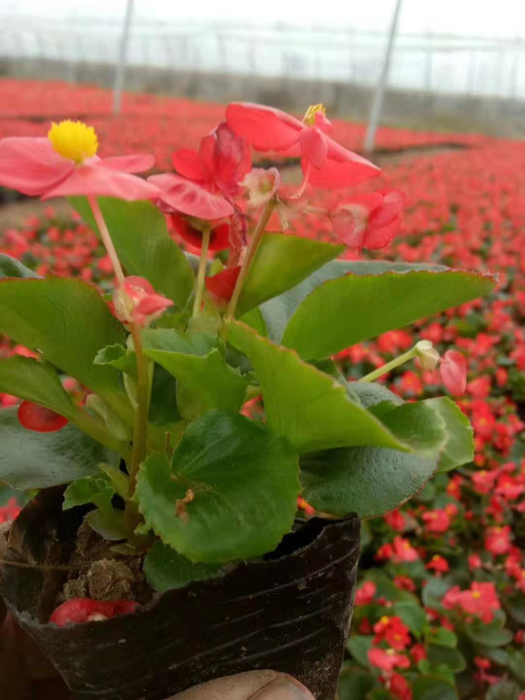細(xì)葉芒開(kāi)花效果花海種子