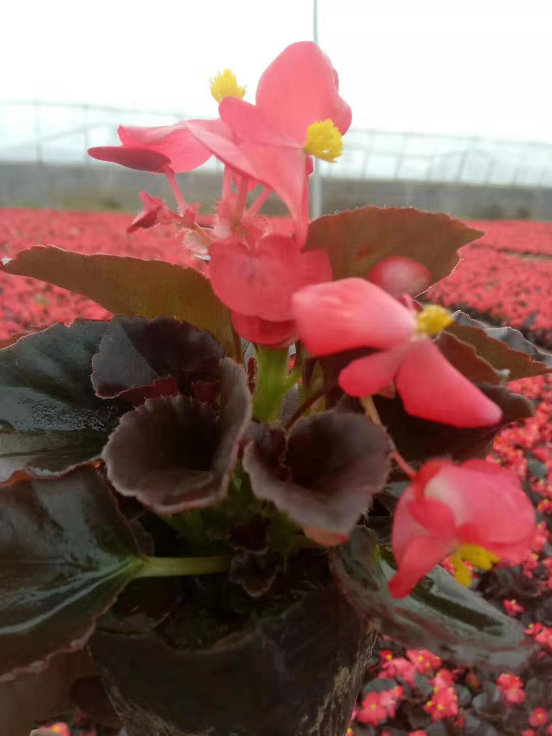 北京時(shí)令草花花苗種植基地
