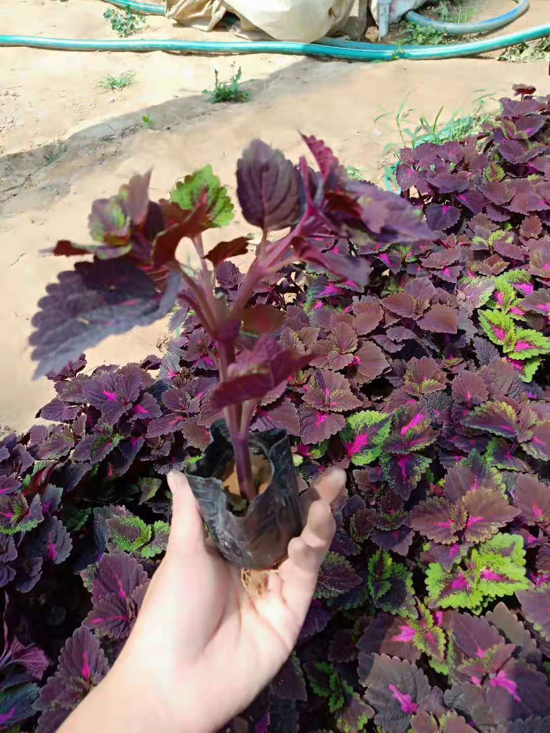 甘肅紅葉波菜花苗種植基地