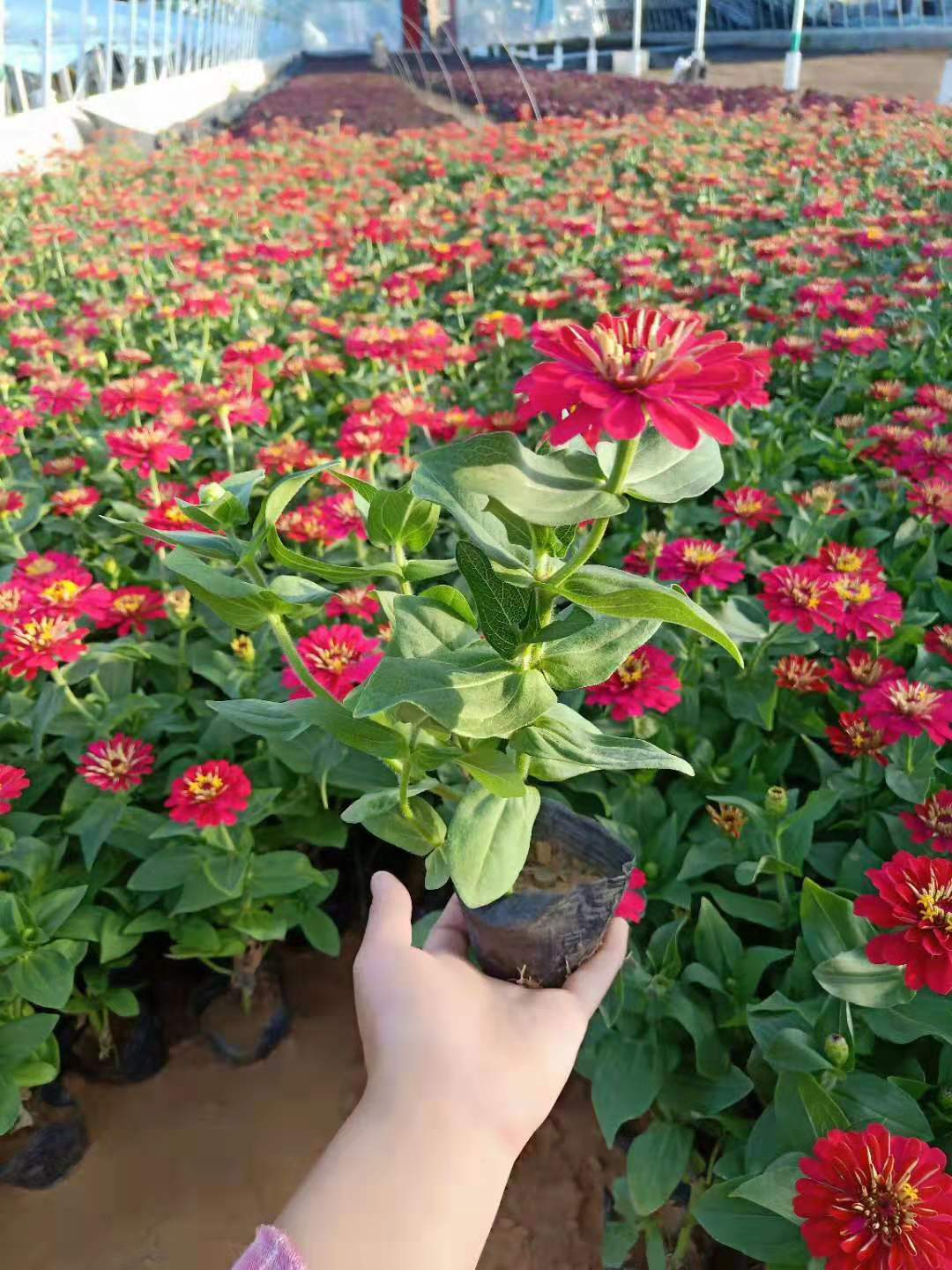 北京營養(yǎng)袋苗花苗種植基地