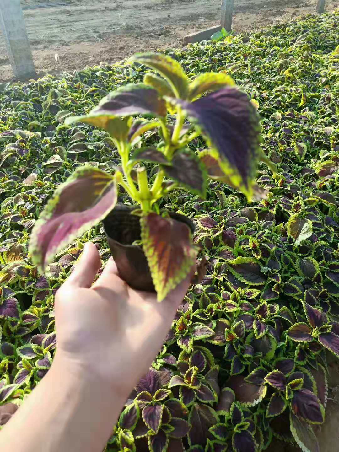 寧夏太陽花花苗種植基地