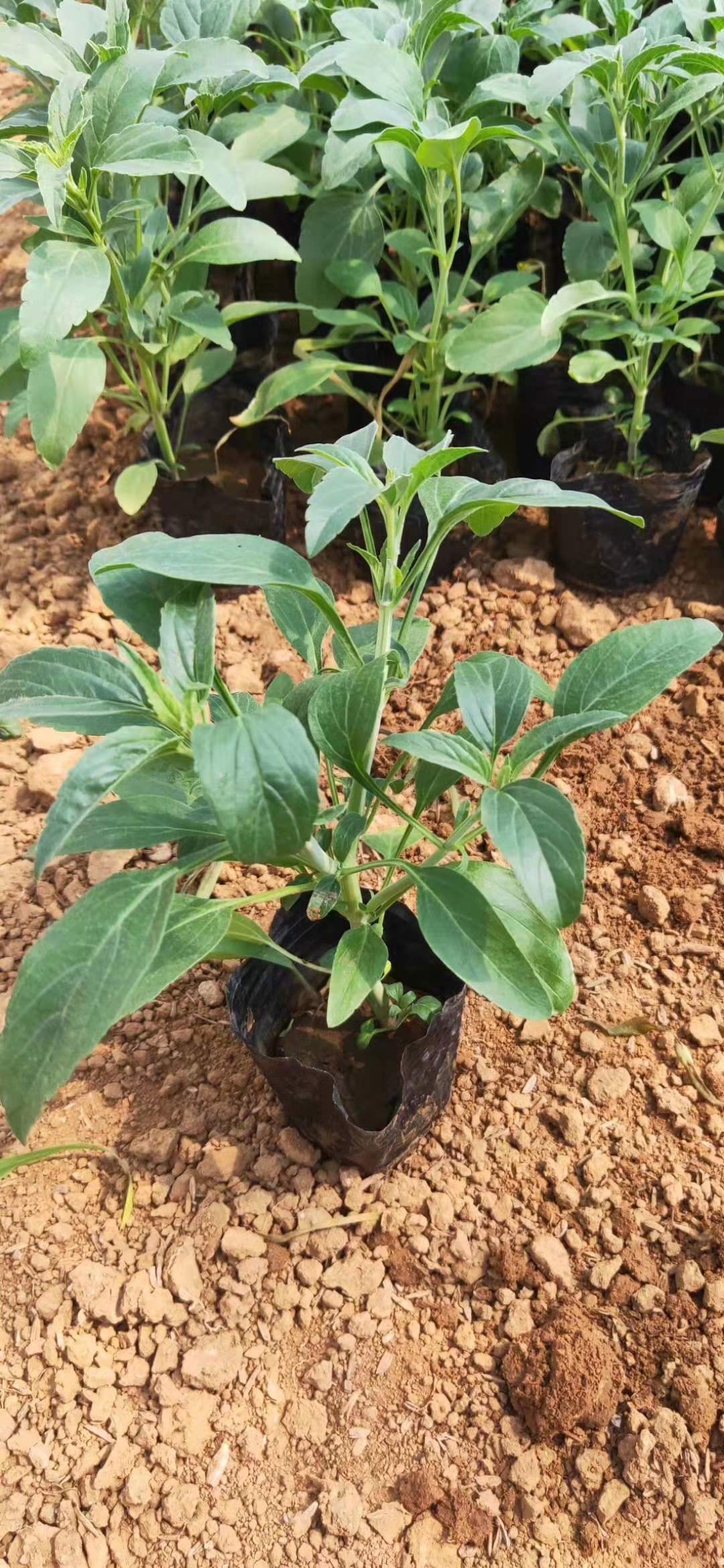 衛(wèi)茅開花效果花海種子