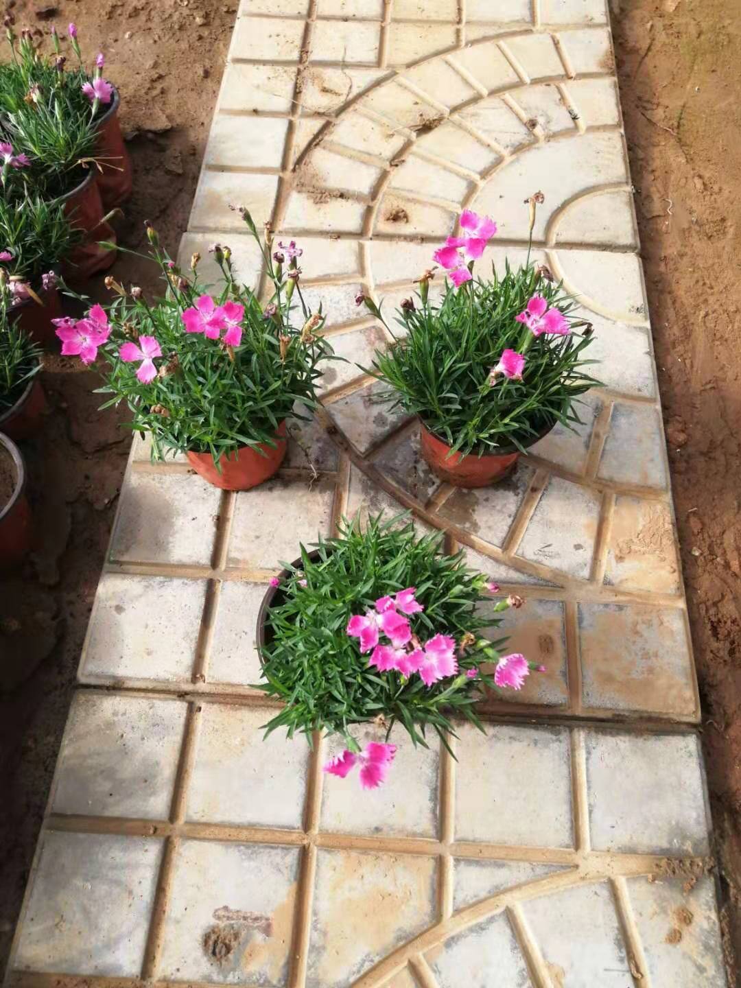 芝櫻開花效果花海種子