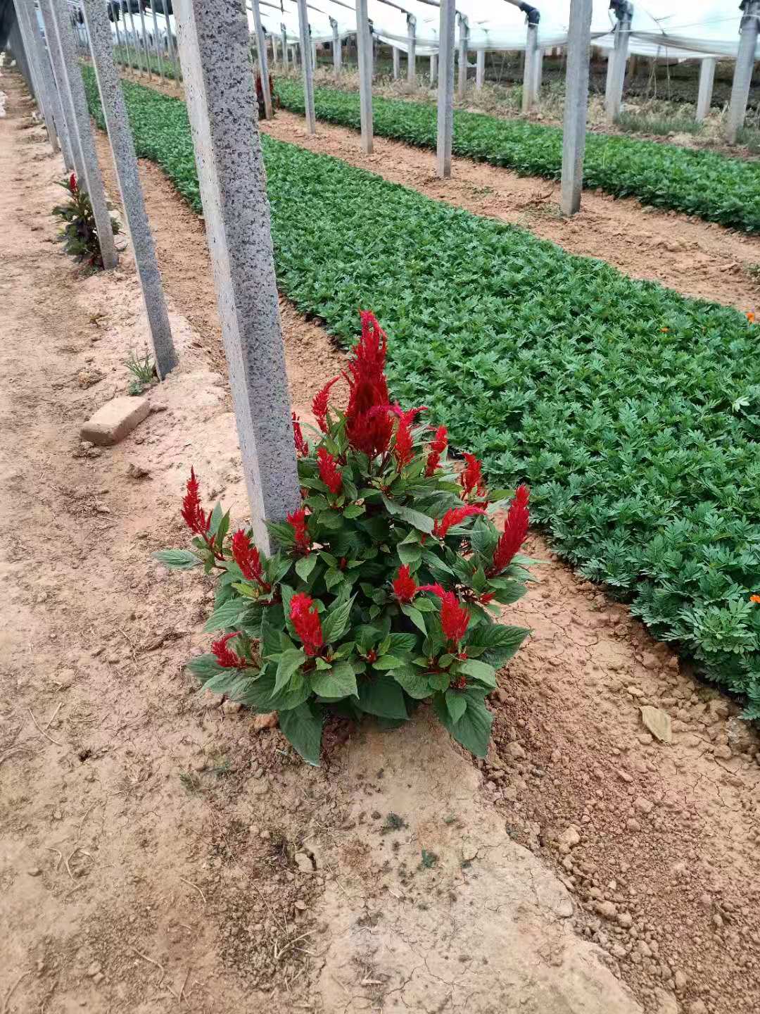 湖北紅葉小檗花苗種植基地