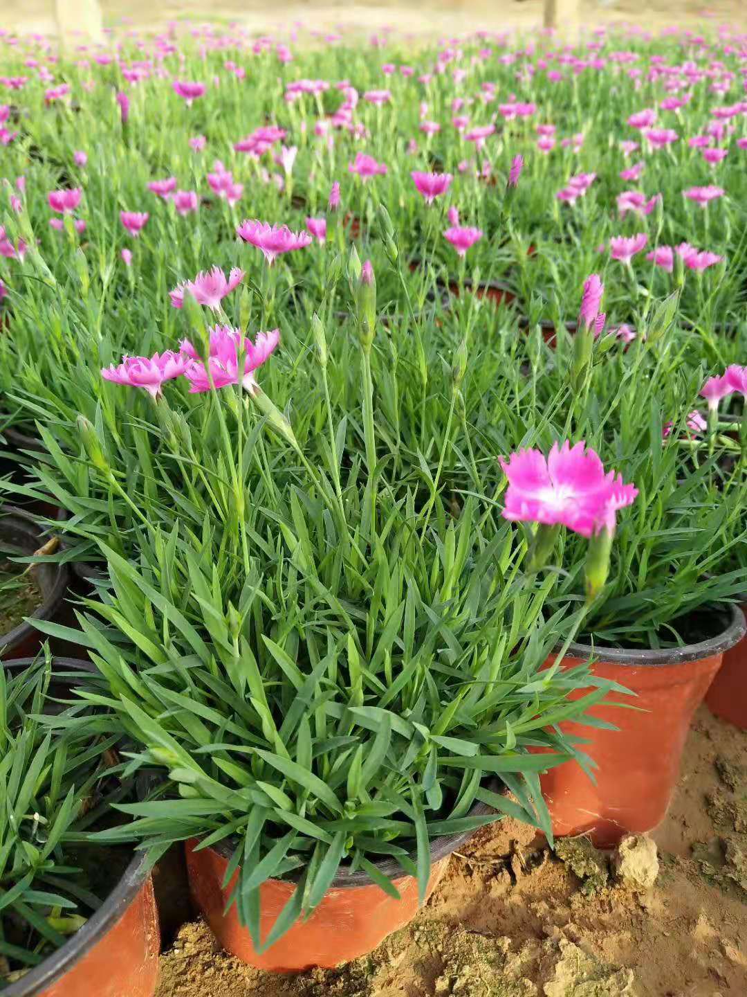 衛(wèi)茅開花效果花海種子
