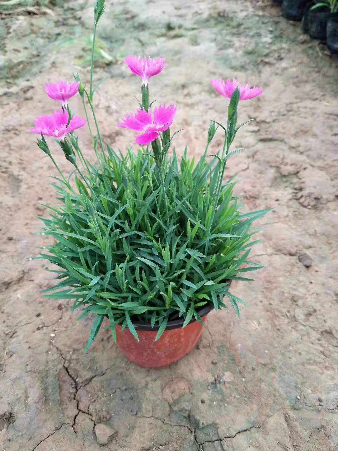 寧夏太陽花花苗種植基地