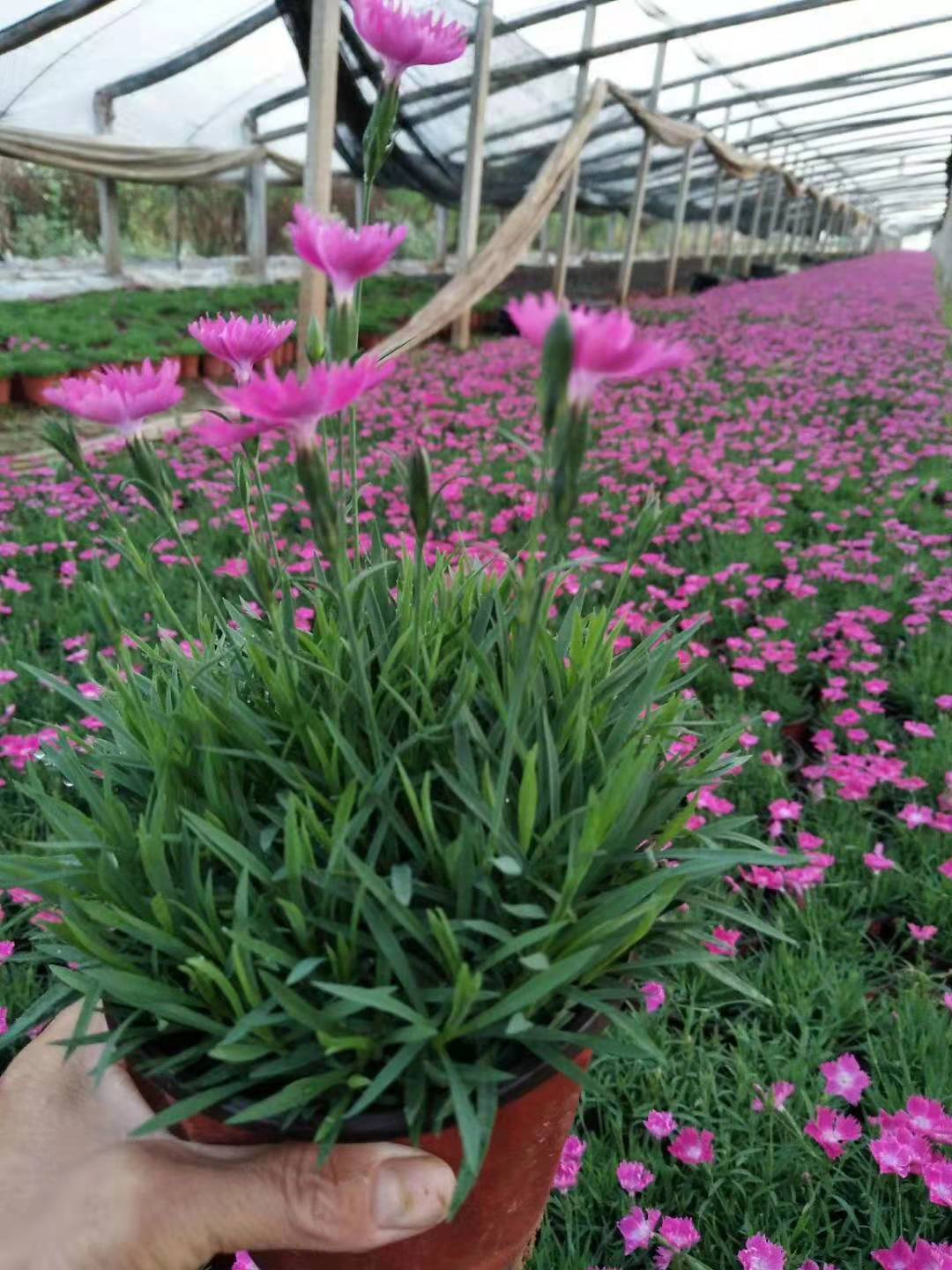 甘肅紅葉波菜花苗種植基地
