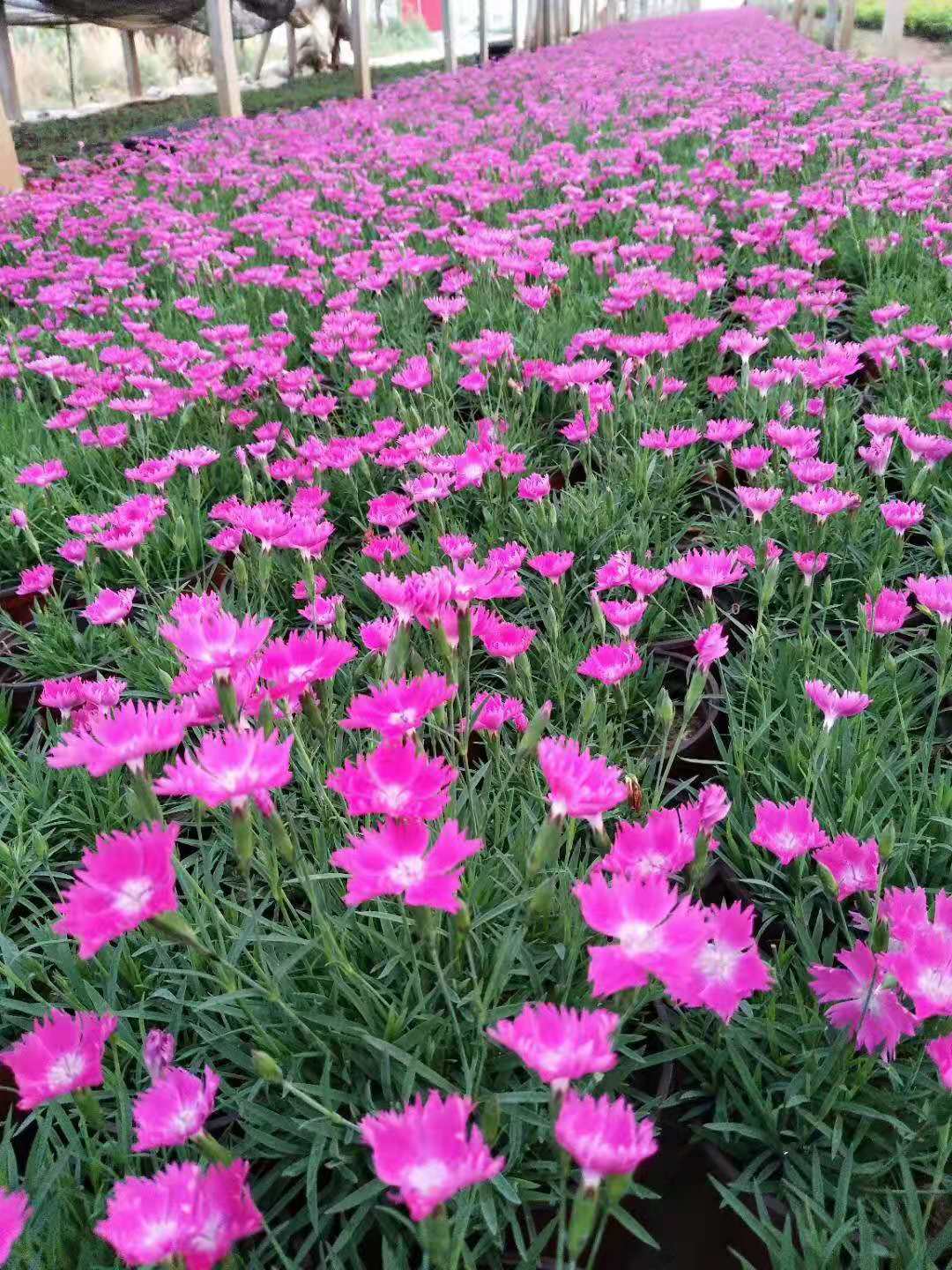 湖北紅葉小檗花苗種植基地
