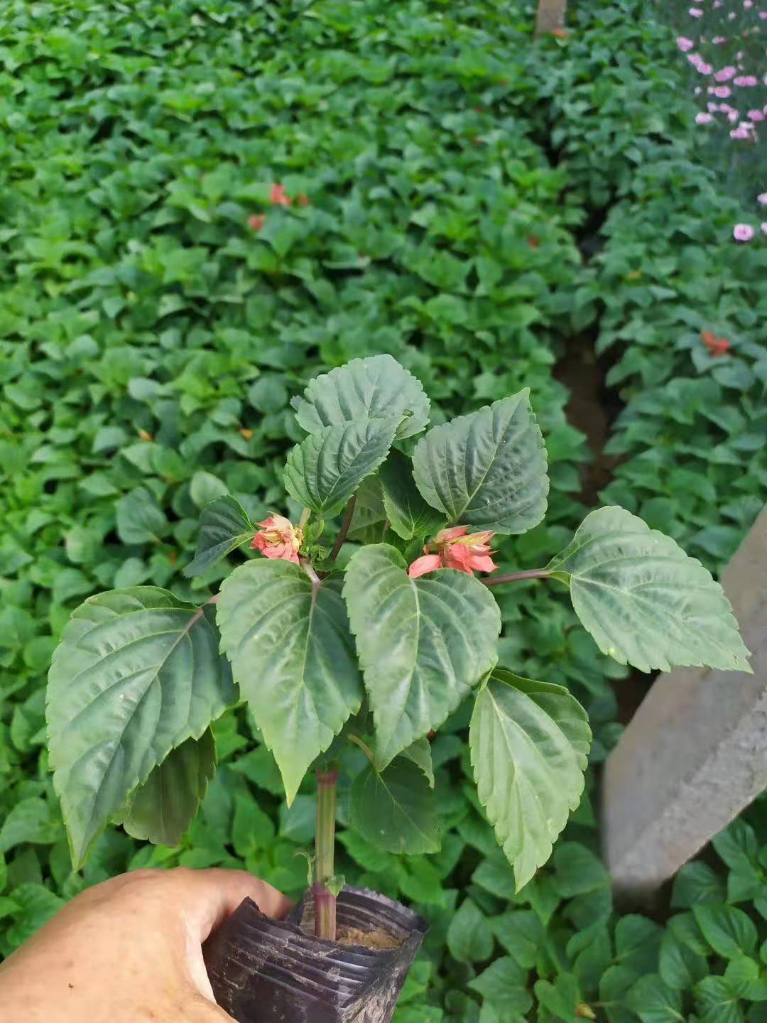 寧夏三色堇花苗種植基地