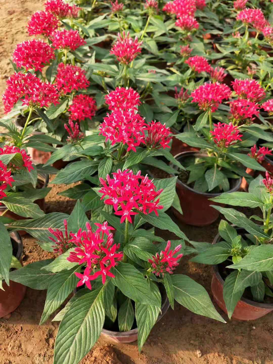 馬蘭開花效果花苗種植基地