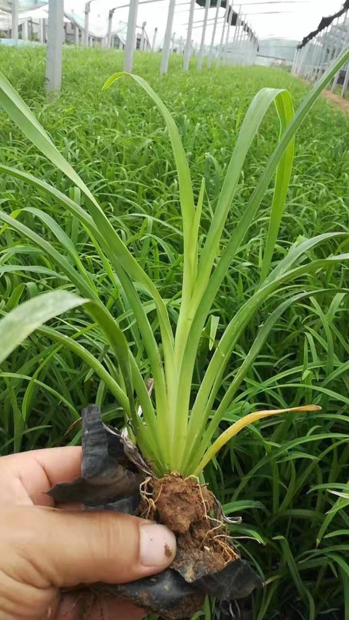 衛(wèi)茅開花效果花海種子