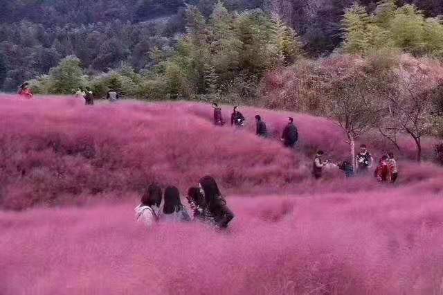 湖北紅葉小檗花苗種植基地