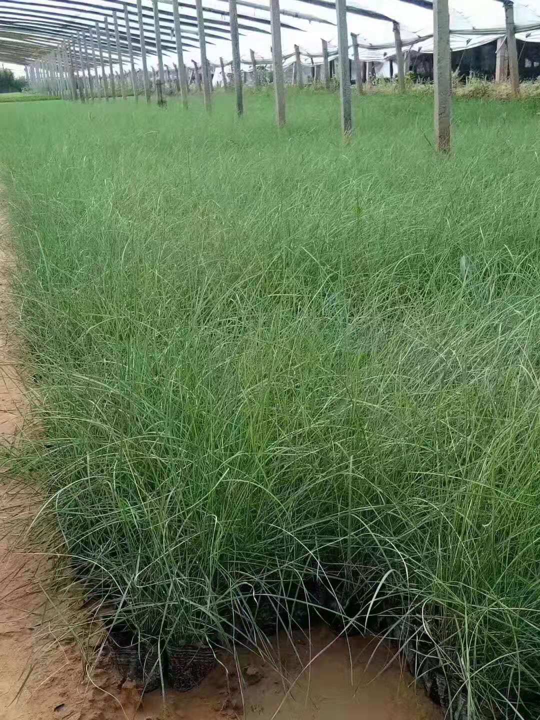 寧夏紫花地丁山東青州草花種植基地花苗種植基地