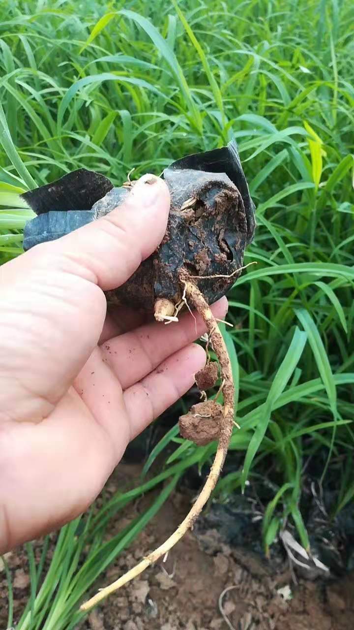 柳枝稷草花花苗種植基地