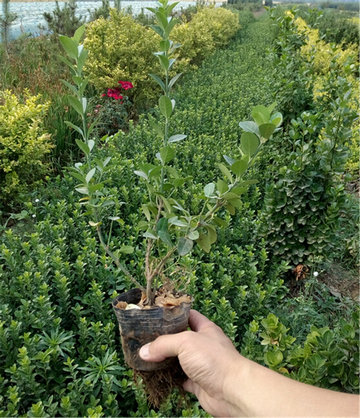 芝櫻開花效果花海種子