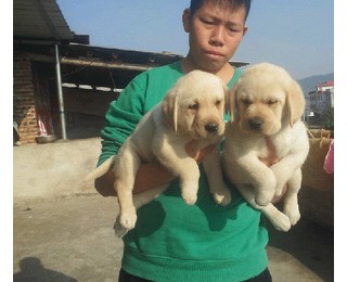 图片0