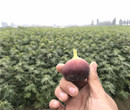 盆栽无花果苗、盆栽无花果苗批发基地图片