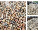 中卫鹅卵石变压器事故油池用鹅卵石厂家品牌图片