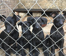 北京哪里出售黑狼犬送货上门图片