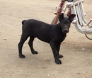 云南红河黑狼幼犬包健康图片